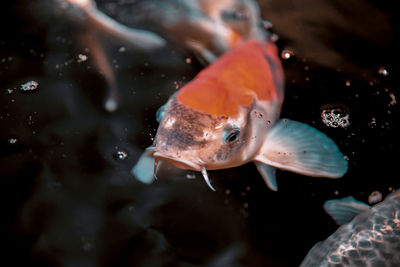 Close-up of fish swimming in sea