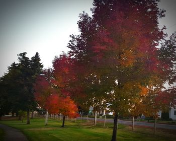 Trees in park