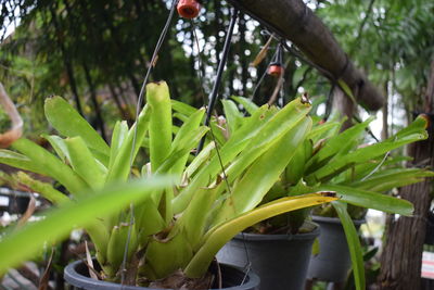 Close-up of fresh green plants in water