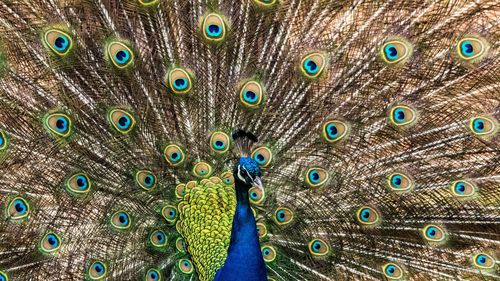 Close-up of peacock