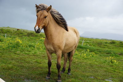 Horse standing on field