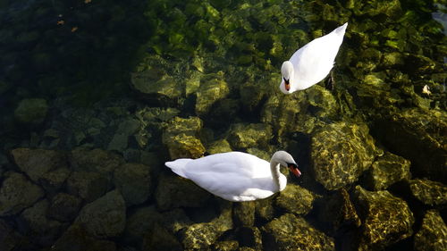 High angle view of white swans swimming in lake