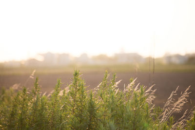 View of stalks in field against clear sky