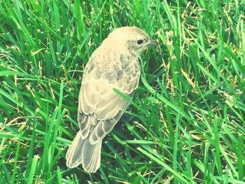 Bird perching on grass