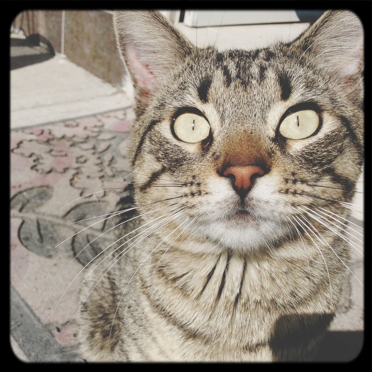 domestic cat, cat, one animal, pets, animal themes, domestic animals, feline, transfer print, whisker, mammal, portrait, looking at camera, auto post production filter, indoors, close-up, animal head, animal eye, relaxation, staring, front view