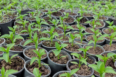 High angle view of potted plants