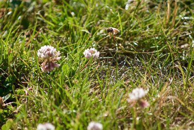 Flowers blooming on grassy field