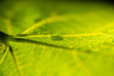 Close-up of green leaves