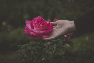 Close-up of hand holding pink rose