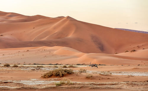 Sand dunes in a desert