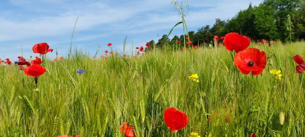 Red poppies on field against sky