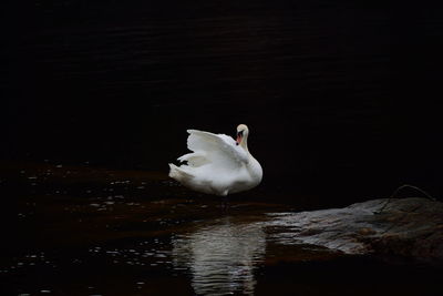 Swan swimming in lake