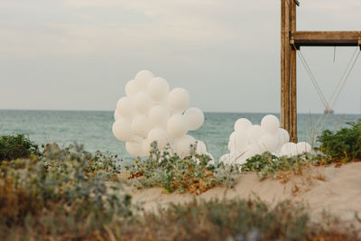 White flowering plants by sea against sky