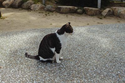 Cat sitting on stone wall