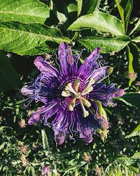 Close-up of purple flowers blooming outdoors