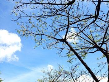 Low angle view of flowering tree against blue sky