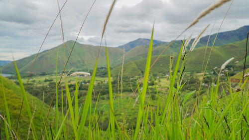 Close-up of grass in field against sky