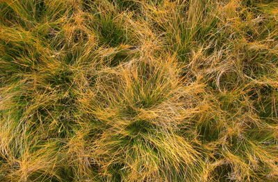 Full frame shot of grass