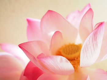 Close-up of pink lily