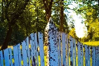 water, tree, tranquility, nature, beauty in nature, tranquil scene, scenics, growth, yellow, railing, reflection, outdoors, day, branch, idyllic, lake, clear sky, no people, waterfront, green color