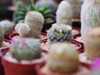 Close-up of cactus