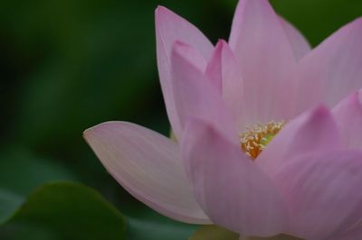 Close-up of pink flowers