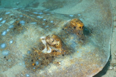 View of turtle in water