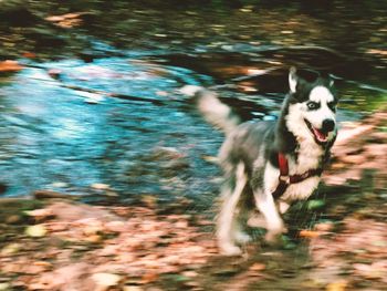 Dog running in water