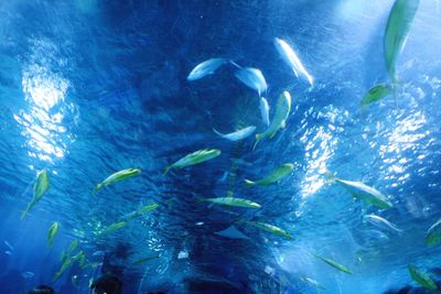 Fish swimming in aquarium