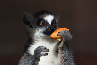 Close-up of ring-tailed lemur eating food