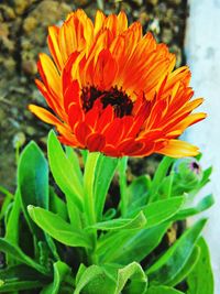 Close-up of orange flowers