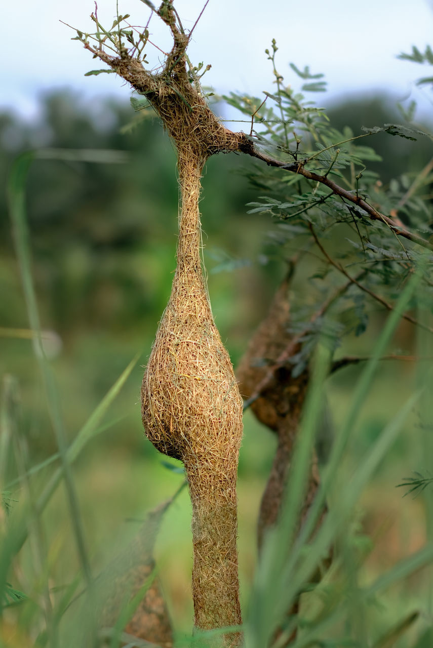 CLOSE-UP OF TREE TRUNK ON FIELD