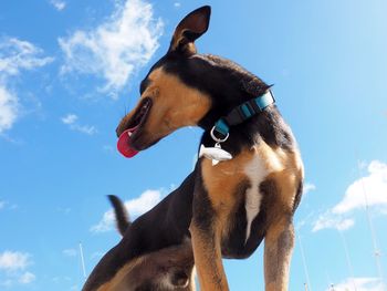 Low angle view of dog against sky