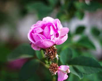 Close-up of pink flower blooming outdoors