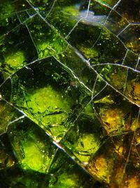 Close-up of leaf in water