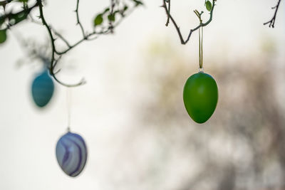 Close-up of fruits hanging on tree