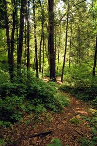 Trees in forest