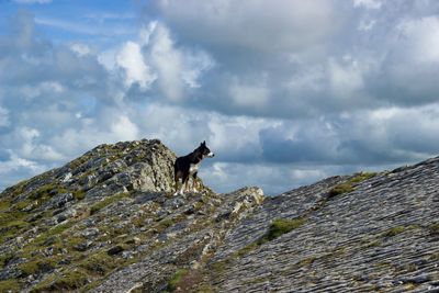 Low angle view of horse on rock against sky