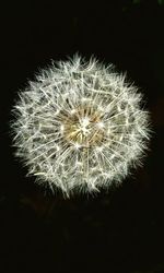 Close-up of dandelion