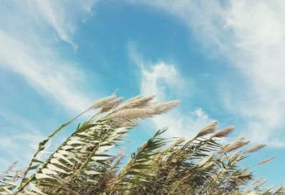 Low angle view of stalks in field against sky