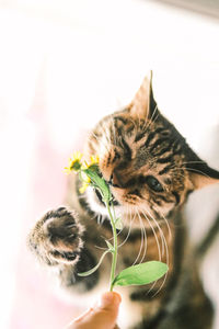 Close-up of a cat biting a flower