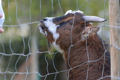 Goat seen through fence