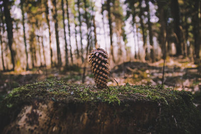 Close-up of butterfly on tree trunk