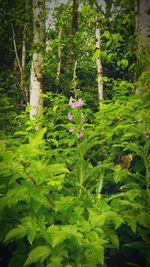 Flowers growing on tree