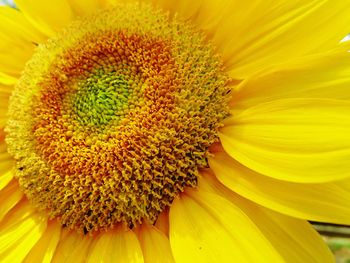 Detail shot of yellow flower