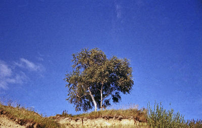 Low angle view of trees against blue sky