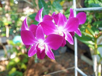 Close-up of pink flowering plant