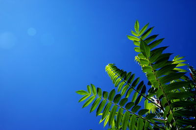 Low angle view of palm trees against clear blue sky