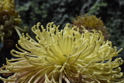 Close-up of flowering plant