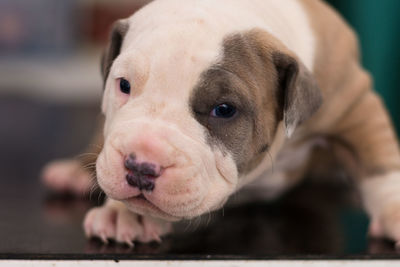 Close-up portrait of dog